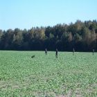 Vgp04hase