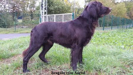 Bengalo vom Aartal