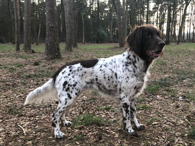 Dira Horster Wald