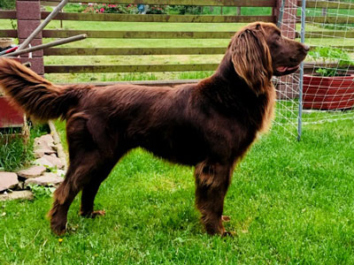 Leo vom Fränkischen Bauern