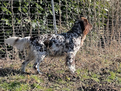 Inka von der Dornbeck