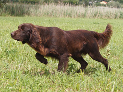 Yasper von Buchheim