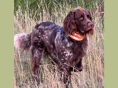 Bilbo II von der Hafkesdell